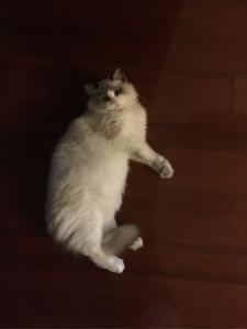布偶猫呼呼叫是为什么 布偶猫呼呼叫原来有这个意思