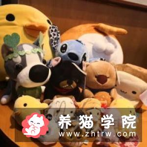 欧斯亚史烈斯猫价格多少钱？欧斯亚史烈斯猫的介绍