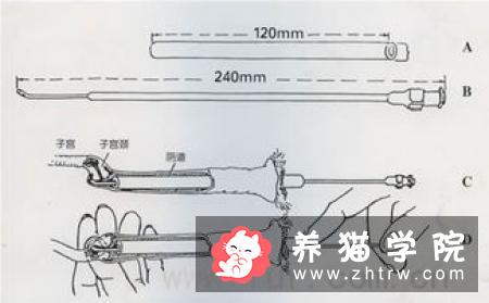 如何给猫人工受孕 从采精到输精4个步骤