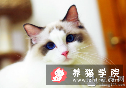 如何给猫人工受孕 从采精到输精4个步骤