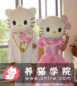 欧斯亚史烈斯猫价格多少钱？欧斯亚史烈斯猫的介绍