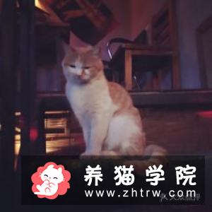欧斯亚史烈斯猫价格多少钱？欧斯亚史烈斯猫的介绍