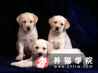 杜宾犬的美容技巧和注意事项