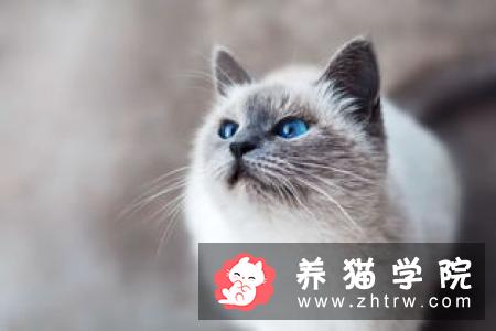 养第二只猫咪需要注意哪些问题