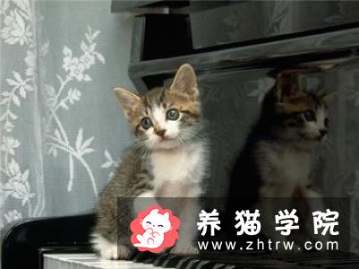 新养的猫咪有哪些寄生虫病