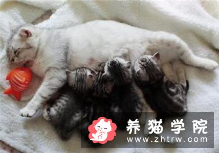 猫应该吃什么 为了猫的健康提倡吃猫粮