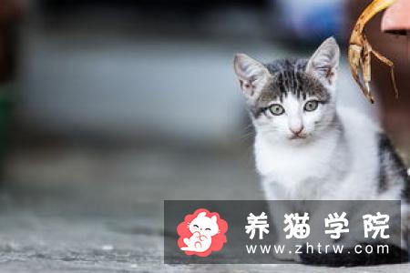 母猫吃什么 食物应该是容易消化的食物