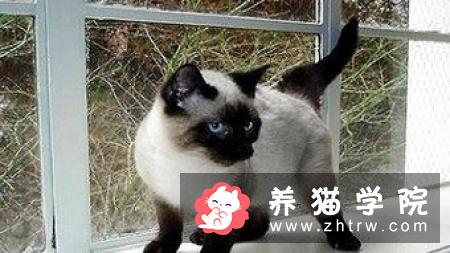 猫咪得了猫瘟应该怎么办？猫瘟如何防治？
