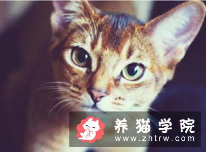 欧洲短毛猫价格多少钱？欧洲短毛猫的介绍