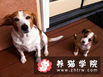 猫咪怎么分公母 注意观察它的生殖器官