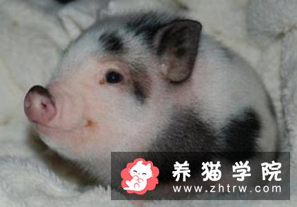 猫能长多大 体重创记录的家猫高达18千克