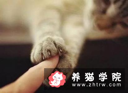 如何预防猫咪感染梨形鞭毛虫？