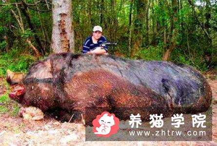 猫能长多大 体重创记录的家猫高达18千克