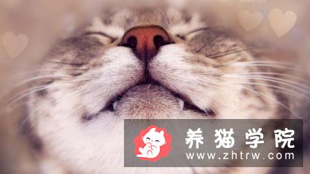 养第二只猫咪需要注意哪些问题