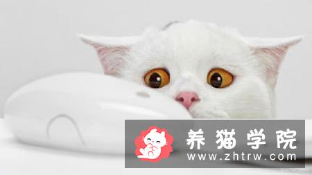 猫咪怎么分公母 注意观察它的生殖器官