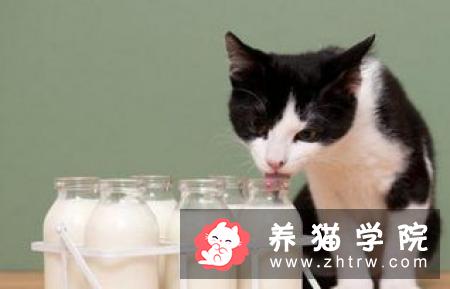 猫能喝酸奶么 不要随便给猫咪吃酸奶