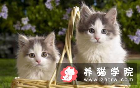 猫咪如何驱虫 可进行药浴驱虫体内驱虫