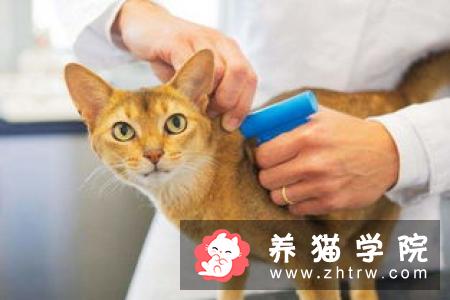 猫爪子有没有毒 注意给宠物按期注射疫苗