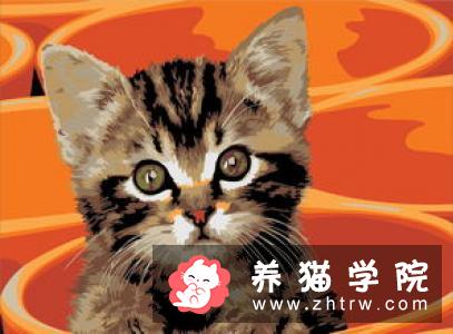 如何预防猫咪感染梨形鞭毛虫？