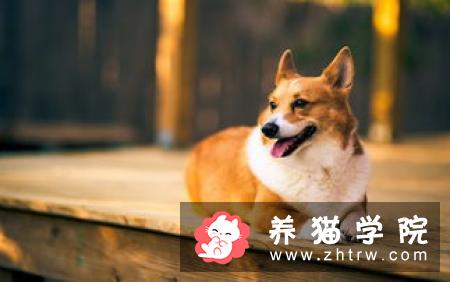 杜宾犬的犬种档案和形态特征