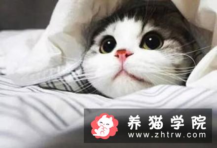 新养的猫咪有哪些寄生虫病