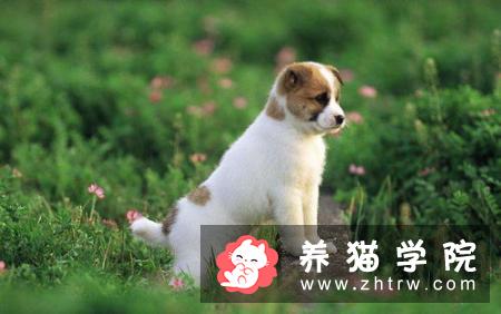 猫爪子有没有毒 注意给宠物按期注射疫苗