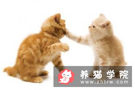 母猫吃什么 食物应该是容易消化的食物