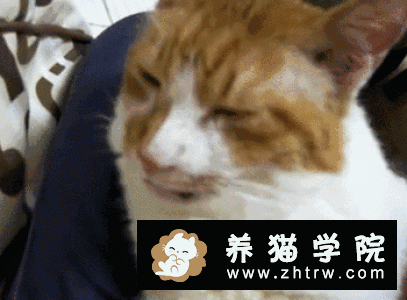 猫咪得了猫瘟应该怎么办？猫瘟如何防治？