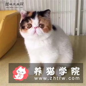 柯拉特猫价格多少钱？柯拉特猫的介绍