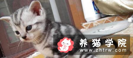 欧洲短毛猫价格多少钱？欧洲短毛猫的介绍