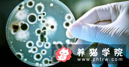 狗忠诚的原因到底是什么？国外做了一项有意思的研究