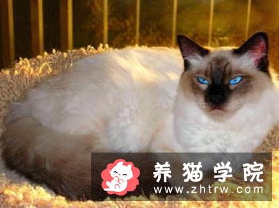 猫咪如何驱虫 可进行药浴驱虫体内驱虫