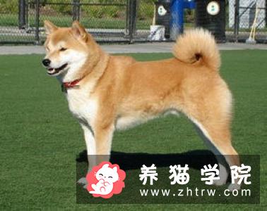 杜宾犬的犬种档案和形态特征