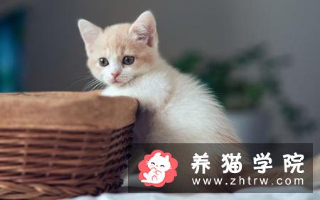 猫咪如何驱虫 可进行药浴驱虫体内驱虫
