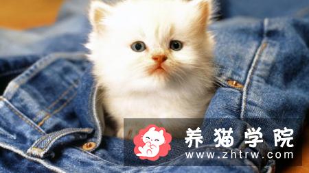 猫咪体内外驱虫 猫咪驱虫的6个注意事项