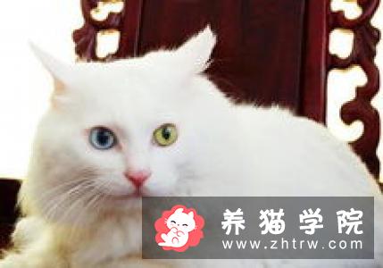 欧洲短毛猫价格多少钱？欧洲短毛猫的介绍