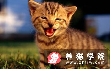 猫咪得了猫瘟应该怎么办？猫瘟如何防治？