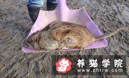 猫能长多大 体重创记录的家猫高达18千克