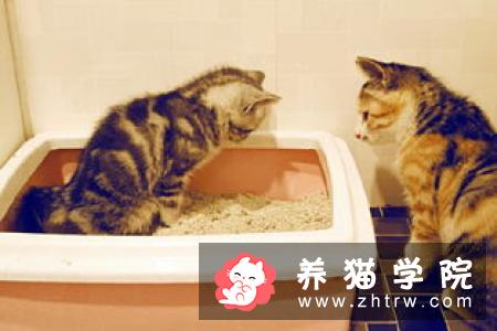 猫能喝酸奶么 不要随便给猫咪吃酸奶