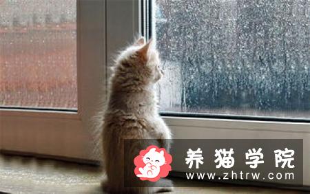 新养的猫咪有哪些寄生虫病