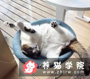母猫吃什么 食物应该是容易消化的食物