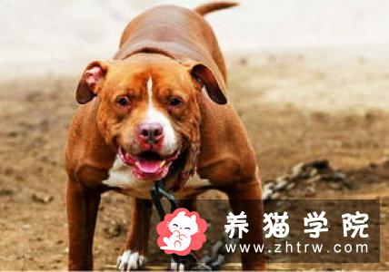 杜宾犬的犬种档案和形态特征