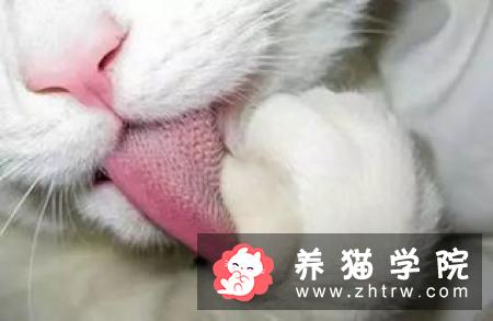 猫咪怎么分公母 注意观察它的生殖器官