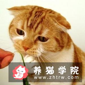 如何预防猫咪感染梨形鞭毛虫？