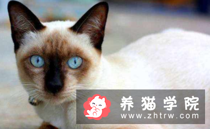 什么品种的猫好养,怎样选择猫咪