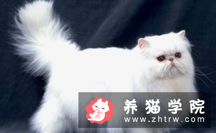 什么品种的猫好养,怎样选择猫咪