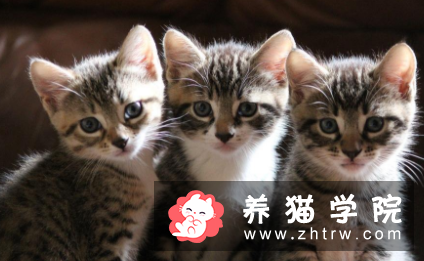 什么品种的猫好养,怎样选择猫咪