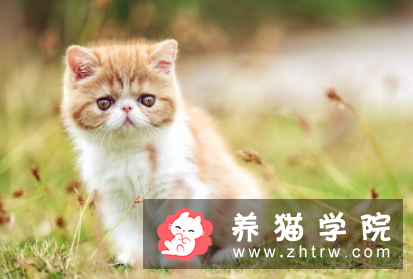 加菲猫流黄脓眼屎怎么办？