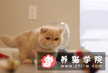 加菲猫流黄脓眼屎怎么办？