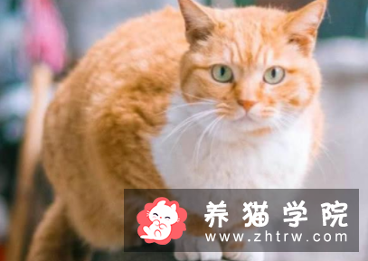 橘猫是什么品种？橘猫价格多少钱一只？